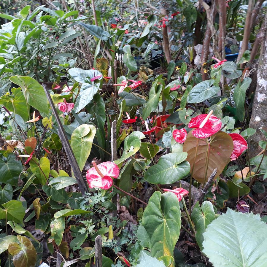 Lilly Guest Inn Haputale Buitenkant foto